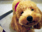 DSC02099-thumbnail2.jpg
